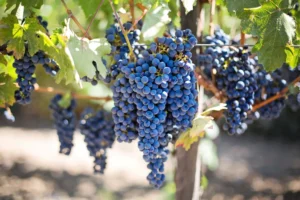 vinicola undurraga